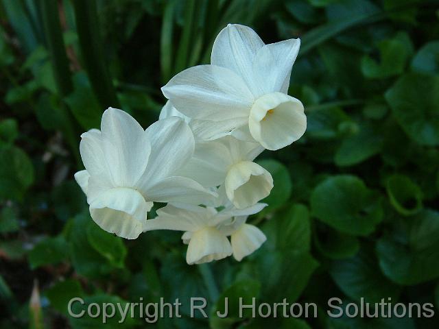 Daffodil White_2